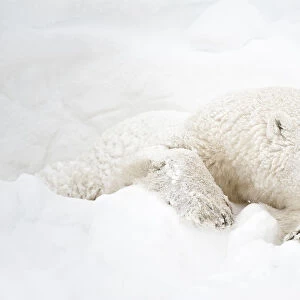 Canada, Manitoba, Churchill. Polar bear sleeping in snow