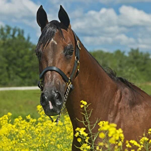 Canada, Manitoba, Grosse Isle. Arabian horse in canola field
