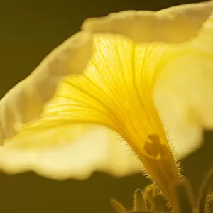 Canada, Manitoba, Winnipeg. Petunia flower close-up