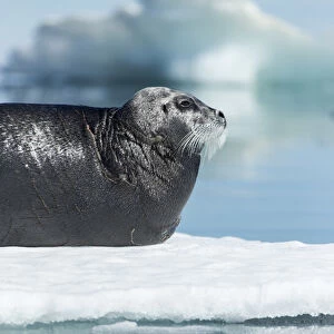 Canada, Nunavut Territory, Repulse Bay, Bearded Seal (Erignathus barbatus) resting