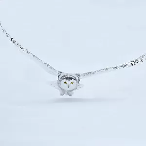 Canada, Ontario, Barrie. Female snowy owl in flight over snow