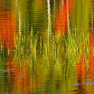 Canada, Ontario, Baysville. Cattails and autumn-colored trees reflected in lake. Credit as