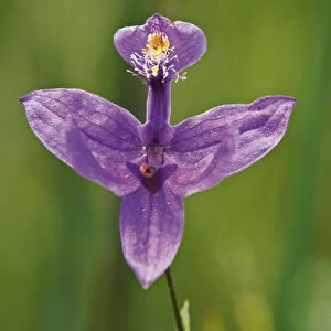Canada, Ontario, Bruce Peninsula National Park. Grass pink orchid close-up