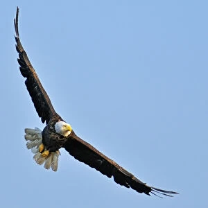 Canada, Ontario, Ear Falls. Bald Eagle in flight