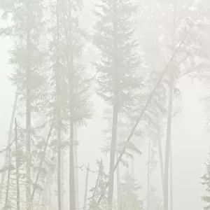 Canada, Ontario, Ear Falls. Forest in fog