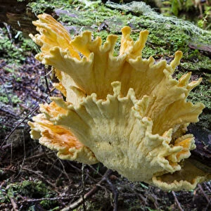 Canada, Pacific Rim National Park Reserve; West Coast Trail, Chicken of the Woods mushroom