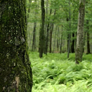 Canada, Quebec. Sugar Shack aka le Chemin du Roy, maple tree forest. Property Release