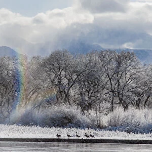 Canadian Geese, Rio Grande River, New Mexico