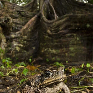 Cane Toad (Rhinella marina), Yasuni National Park, Amazon Rainforest, ECUADOR