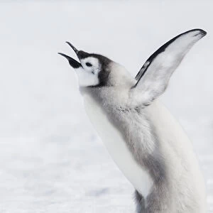 Cape Wahington, Antarctica. An Emperor penguin chick calls out, wings outstretched