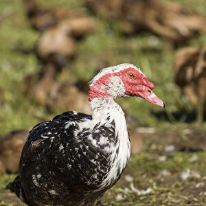 Carnation, Washington State, USA. Male Muscovy duck in a flock of Khaki Campbell ducks