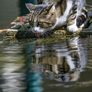 Cat licking water