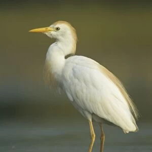 Cattle Egret, Bubulcus ibis, adult breeding plumage, Welder Wildlife Refuge, Sinton