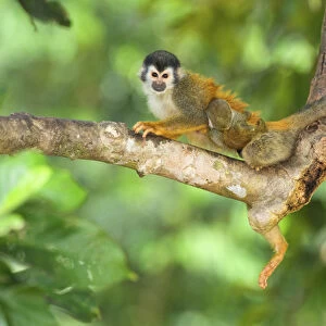 Central American squirrel monkey (Saimiri oerstedii) is a squirrel monkey species