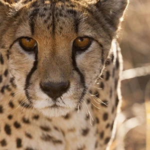 Cheetah Conservation Fund, Nambia. Africa. Off-center close-up of a cheetah