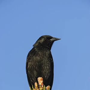 Chile, Aysen, Villa Frei. Austral Blackbird (Curaeus curaeus)