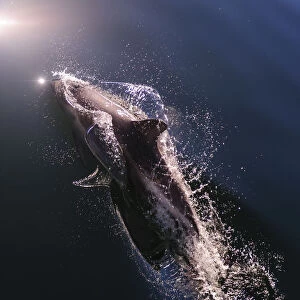 Chile, Patagonia, Lake District. Peales Dolphin (Lagenorhynchus australis)