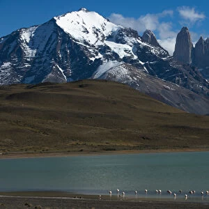 Chilean flamingo (Phoenicopterus chilensis) on Blue lake (Lago Azul) with Torres del Paine
