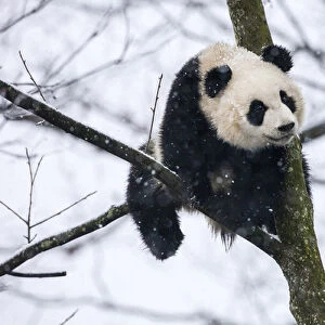 China, Chengdu, Chengdu Panda Base. Baby giant panda in tree