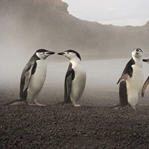 Chinstrap Penguin. Whalers Bay, Deception Island. Antarctica