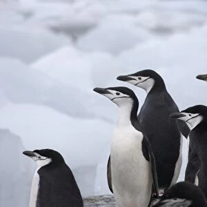 Chinstrap Penguins (Pygoscelis antarcticus) on ice, South Orkney Islands, Antarctica