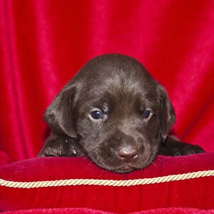A Chocolate Labrador Retriever puppy peeking over a red pillow with red background