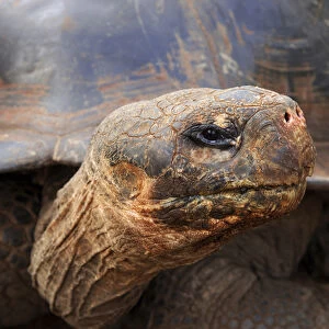 Close up of a Galapagos Tortoise, Giant Tortoise, Geochelone nigra, Galapagos Islands