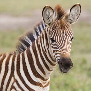 Close up of newborn zebra (Equus quagga) colt, head and shoulders, looking at camera