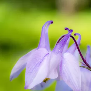Close-up of a columbine flower, aquilegia