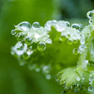 Close-up of dewdrops on a green leaf in a garden
