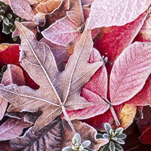 Close-up of frosted autumn leaves on the ground