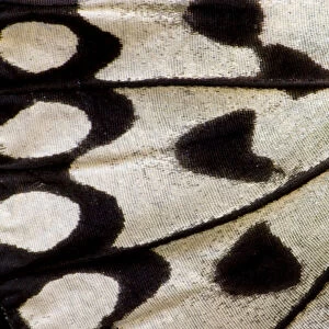 Close-up detail Wing Pattern of Tropical Butterfly