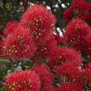 Closeup of native Pohutukawa flowers (metrosideros excelsa) in the Bay of Islands