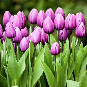 A cluster of purple tulips agains green background