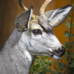 Cody Wyoming. Close up of a mule deer