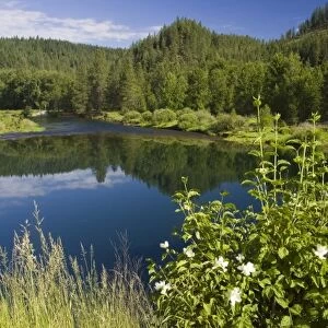 The Coeur d Alene River near Cataldo Idaho