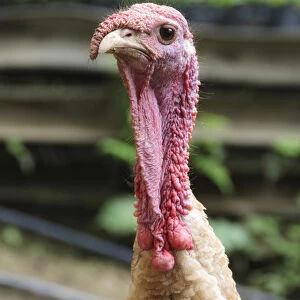 Colombia, Minca. Domestic turkey, closeup