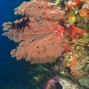Colorful Sea Fan with attached crinoid, baby sweepers schooling, Raja Ampat region of Papua