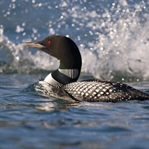 Common Loon as other loon dives to make splash in morning light on Whitefish Lake