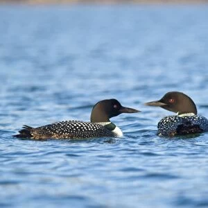 Common Loons in morning light on Whitefish Lake in Montana