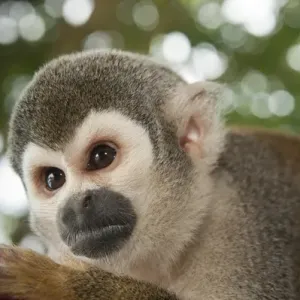 Amazon Rainforest Print: Common Squirrel Monkey Amazon Rainforest Print: Common Squirrel Monkey