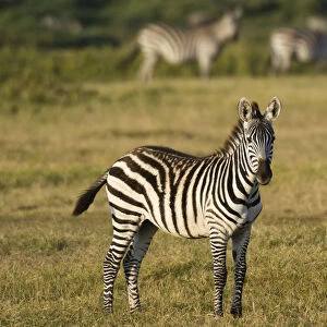 Common zebra (Equus quagga), Amboseli National Park, Kenya