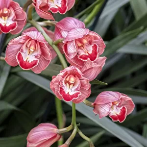 Coral-colored Cymbidium Orchid
