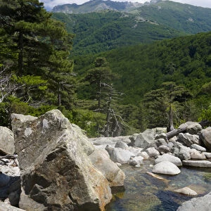 Corsica. France. Europe Pool of clear water & granite boulders below forest of