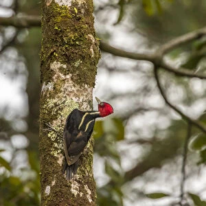 Woodpeckers Collection: Pale Billed Woodpecker