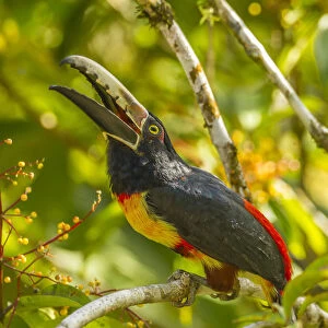 Costa Rica, La Selva Biological Station. Collared aricari on limb