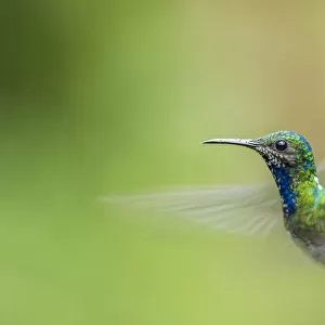 Costa Rica, Sarapiqui River Valley. Male white-necked jacobin flying