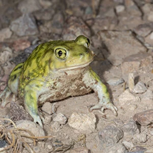 Burrowing Toad Collection: Mexican Burrowing Toad