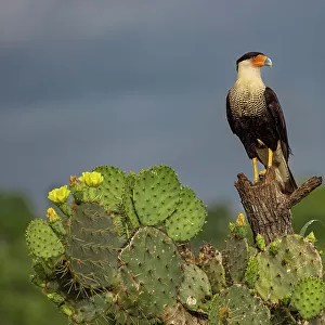 Crested caracara perched, Rio Grande Valley, Texas