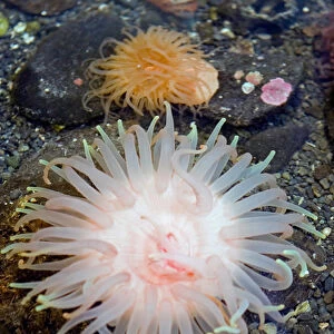 Crimson anemone which can be found from Alaska to Washington State and can reach